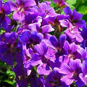 Bodziszki - radosne kwiatuszki