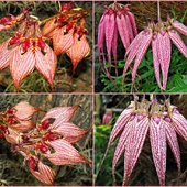 Bulbophyllum rotschildianum - III miejsce