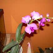 Dendrobium Phalenops