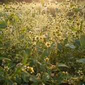 Galinsoga parviflora Cav. - żółtlica drobnokwiatowa 