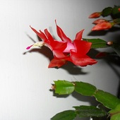 Kaktus bożonarodzeniowy, Grudnik, Zygokaktus, – Schlumbergera truncata