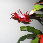 Kaktus bożonarodzeniowy, Grudnik, Zygokaktus, – Schlumbergera truncata