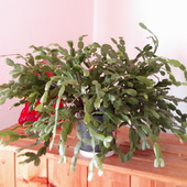 Kaktus Bożonarodzen