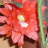 Kaktusik też kwitnie :)