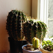 kaktuski