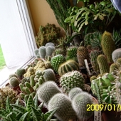 kaktusowy gąszcz z innej perspektywy :) 
