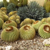 Kaktusy 