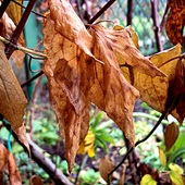 klematisowe liście