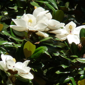 kwiaty magnolii(grandiflora)