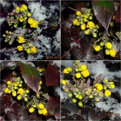 Kwiaty mahonii przywitały zimę