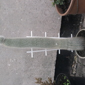 Mega Kaktus