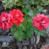 Miniaturowe róże