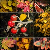 Mix jesiennych rozmaitości