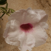 pandorea jasminoides-w innym kolorze