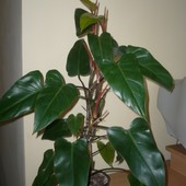 Philodendron Erubesc