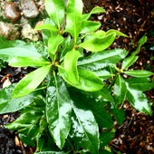 Rododendron W Deszcz