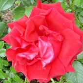 róża dla Ani