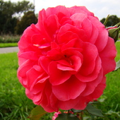 Róża dla Was:)