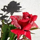 Róża z duszą;))