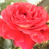 Różo , różo , mój ty kwiecie .....
