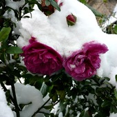 snieżne różyczki u Magdaleny