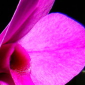 Storczyk Dendrobium 