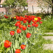 Tulipany:-)