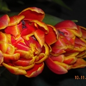 Tulipany jesienią