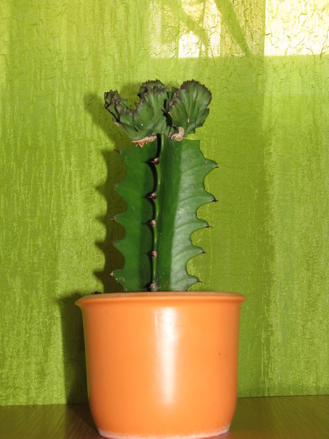 Euphorbia Lactea Cristata