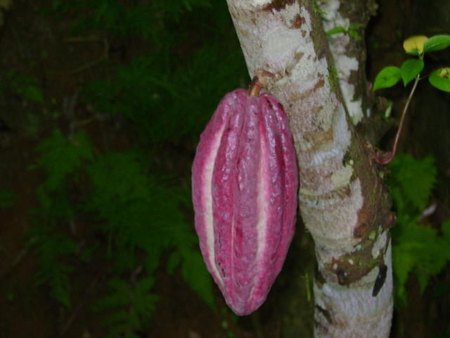Kakaowiec z owocem.