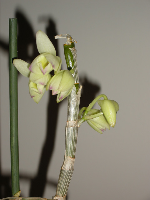 Dendrobium - storczyk zakwitł
