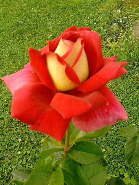 Moja róża