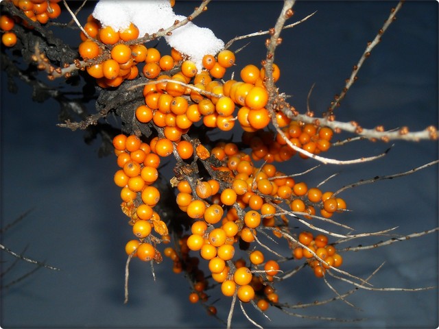 Oranżowe ozdoby zimy