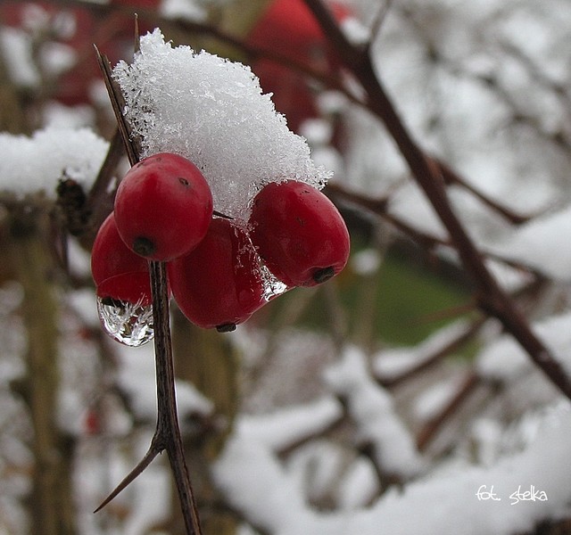 owoce berberysu pod śniegową kołderką ...