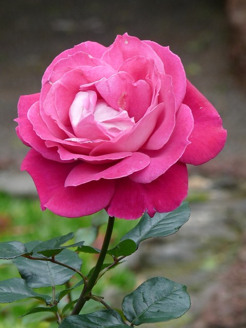 Róża dla Isi