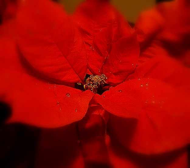 Wilczomlecz piękny, poinsecja, „ gwiazda betlejemska ” - Euphorbia pulcherrima