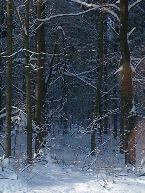 zima w lesie