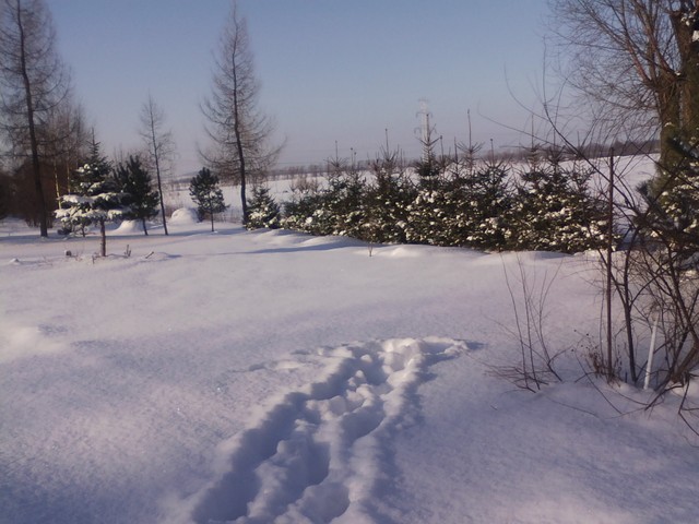 Zimowy ogród w słoneczku :)