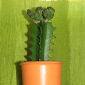 Euphorbia Lactea Cri
