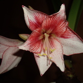 Hiperastrum -pierwszy kwiat