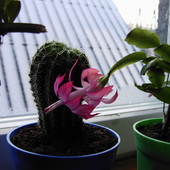 Kwiatuszek i kaktusek;)