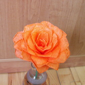 Róża pomarańczowa
