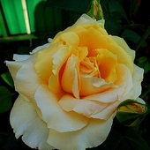 róża, w slonecznym kolorze