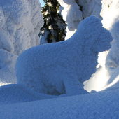 Śnieżny muflon z Gór Sowich