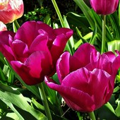 Tulipany cyklamenowe