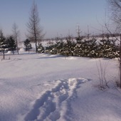 Zimowy ogród w słoneczku :)