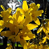 Żółte wspomnienie wiosny