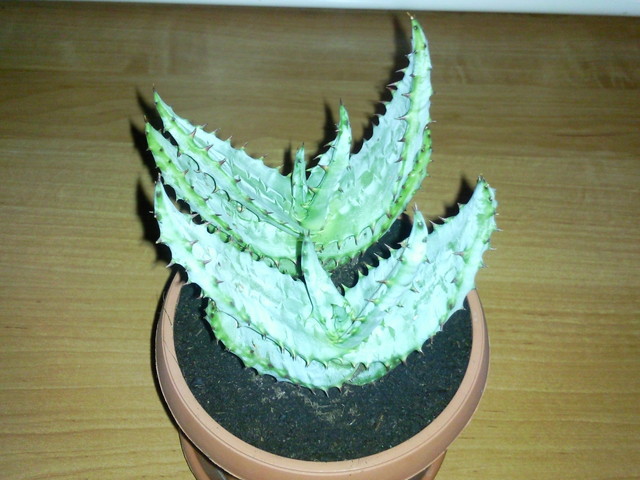 Aloes - Aloe
