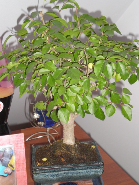 Drzewko Bonsai
