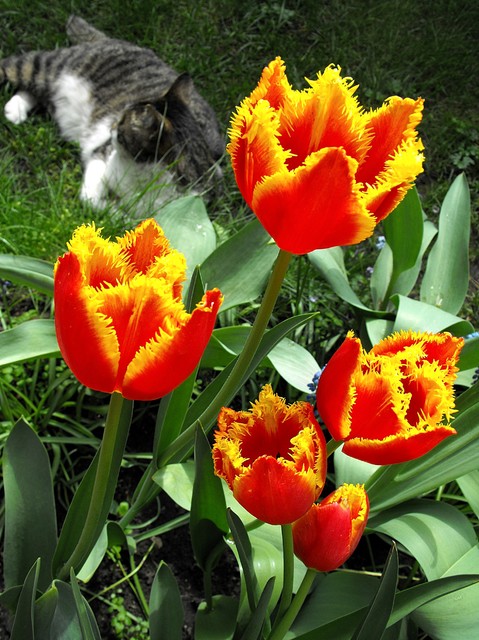 Filet w tulipanach 